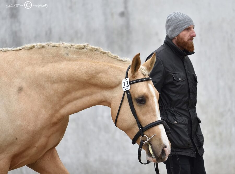 Galahad SM m, 2018 (Justus m x Hebab o)