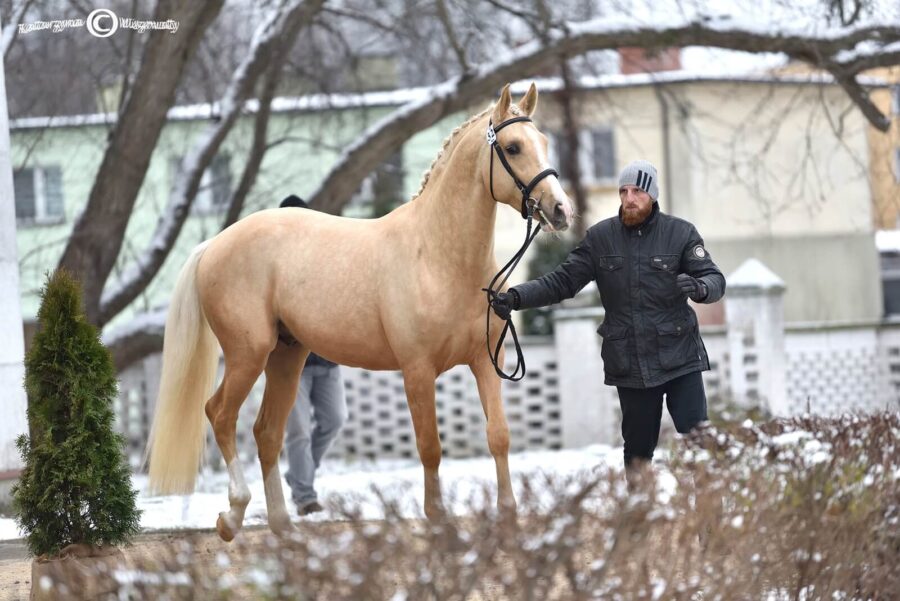 Galahad SM m, 2018 (Justus m x Hebab o)