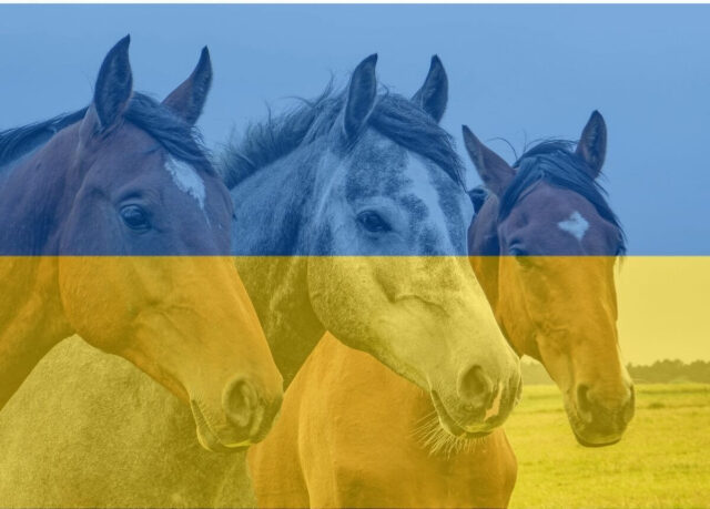 Apel o pomoc dla koni z Ukrainy