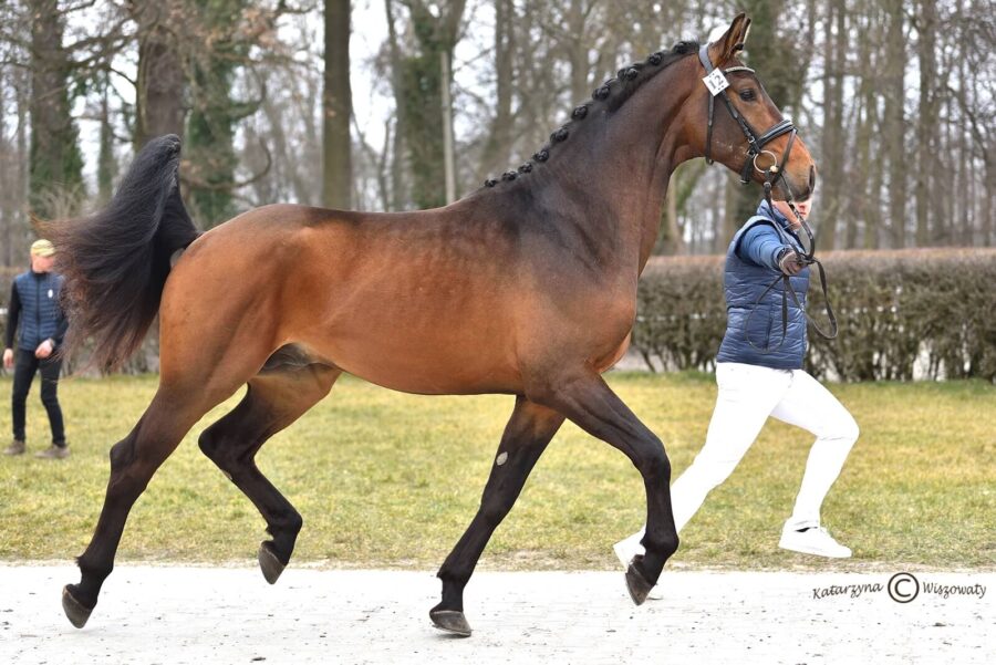 FAVIAN sp (JOVIAN KWPN x PEGASUS HB KWPN), Paweł Mazurek