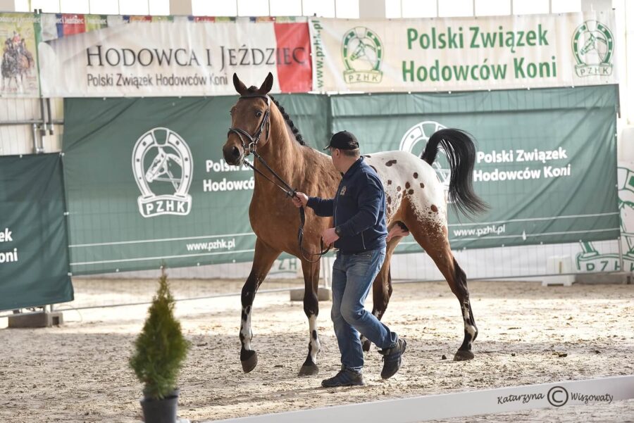 AUGAN m (KURHAN m x KRYM m), Bogdan Gardziński