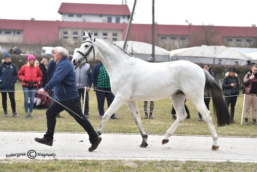 HOPKINS GR sp (CALVINO Z x MASSIMO hol.), Gardyjas Ryszard