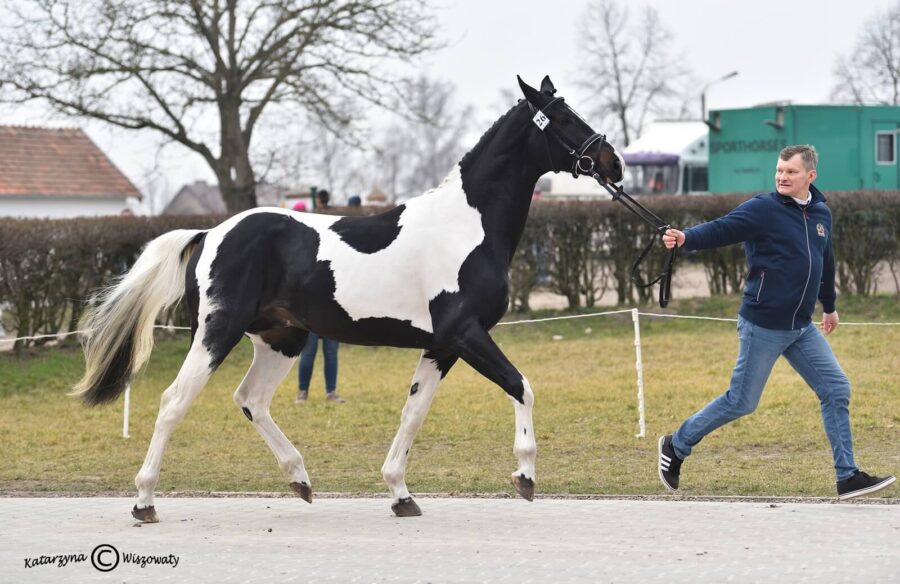 CENTUS sp (LARIUS STAR DWB x ROMEO wlkp), Waldemar Świątkiewicz, Krzysztof Rokiciński