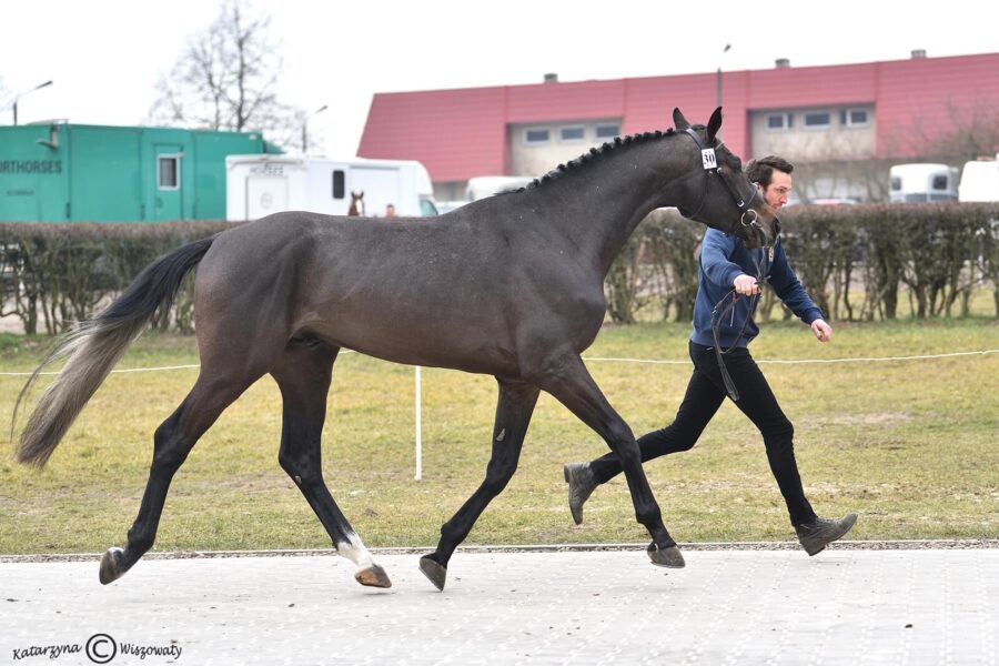 UTAMARO RED WINE OS (URANO DE CARTIGNY s.f. x ZIROCCO BLUE VDL s.f.), Małgorzata Siergiej, Jakub Doryn