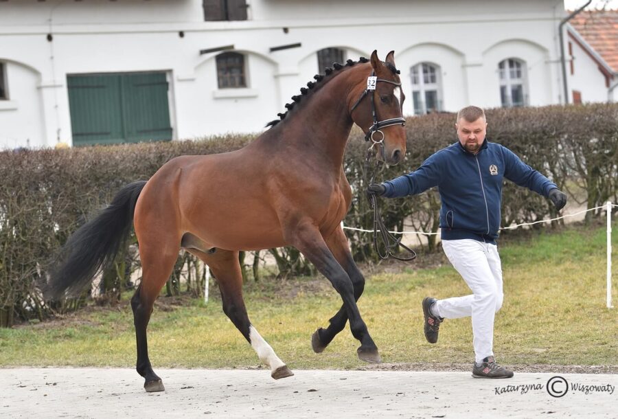 UNESSCO hol. (URIKO KWPN x CARETINO hol.), Katarzyna Bartosiewicz, Anna Farysej