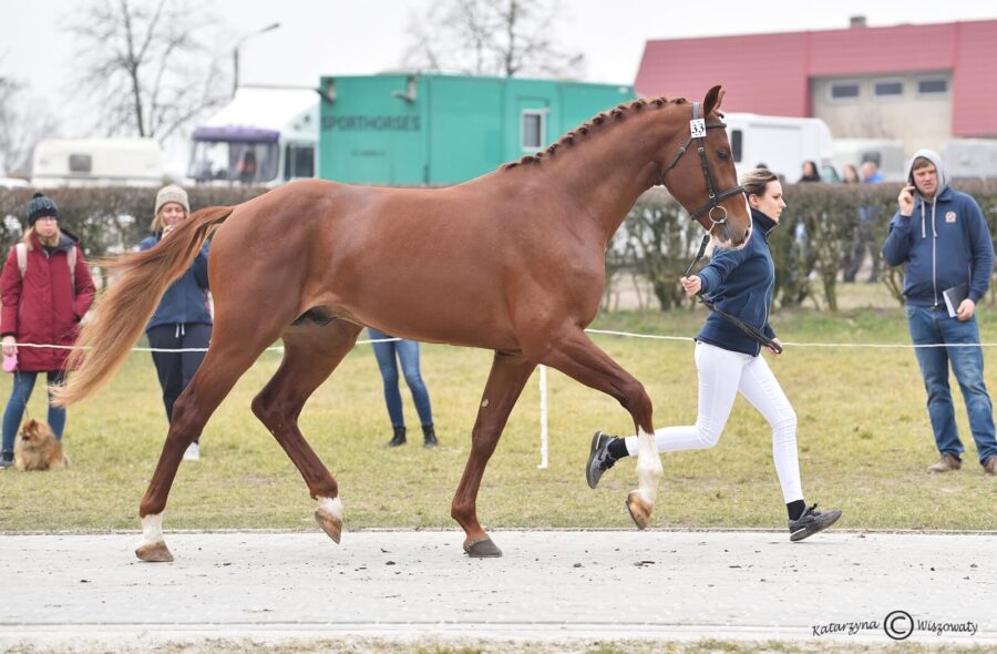 URIKO ROUGE hol. (URIKO KWPN x TALENT CHARBONIERE s.f.), Katarzyna Bartosiewicz, Anna Farysej