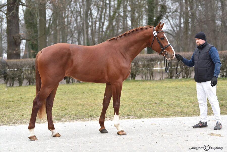 URIKO ROUGE hol. (URIKO KWPN x TALENT CHARBONIERE s.f.), Katarzyna Bartosiewicz, Anna Farysej