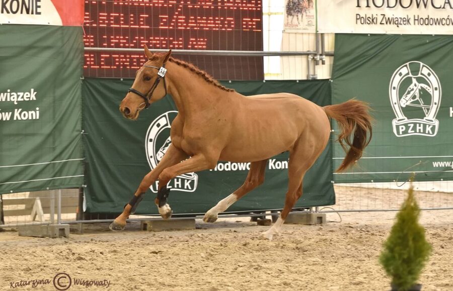 BE MINE IPO sp (TJUNGSKE KWPN x BAMAKO DE MUZE BWP), Olejnik Przemysław