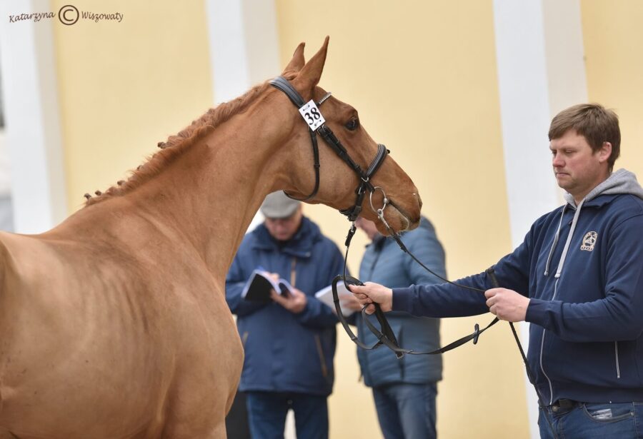 BE MINE IPO sp (TJUNGSKE KWPN x BAMAKO DE MUZE BWP), Olejnik Przemysław