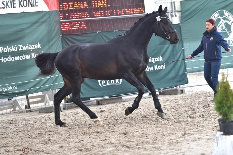 CASHMERE han. (CORNET OBOLENSKY BWP x DIARADO hol.), Polska, Anna Wojciechowska-Górska