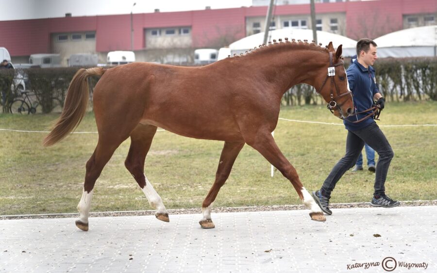 ARBITER wlkp (CAVANI OS x CARLOS DZ hol.), Strzykała Andrzej