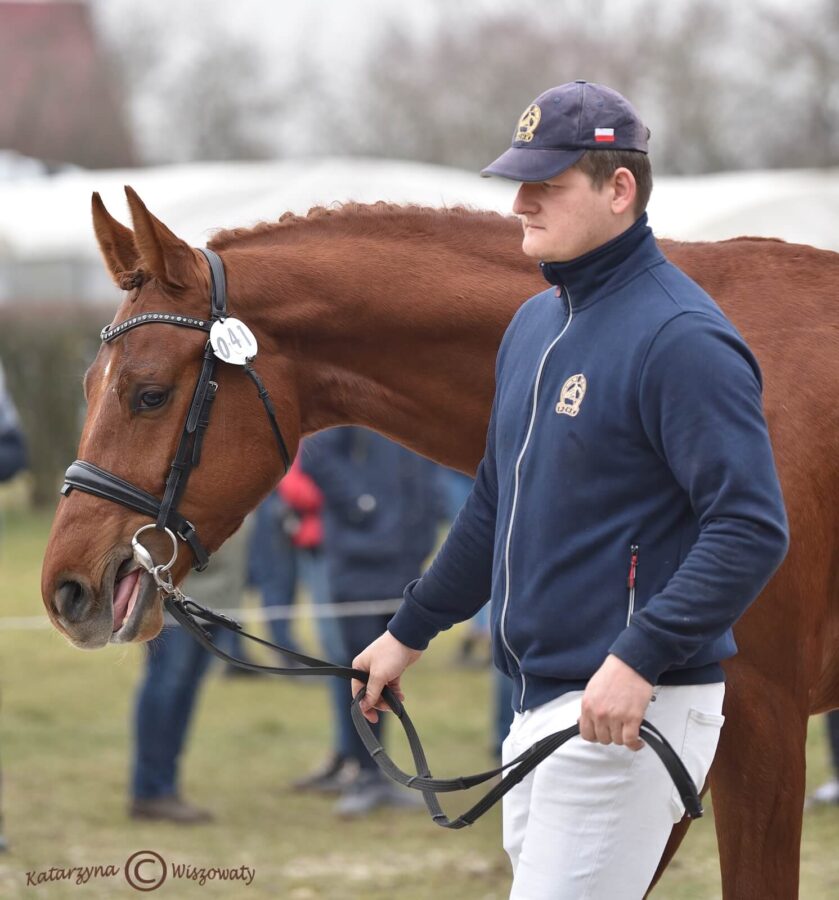 KALVANI W wlkp (CAVANI OS x CHAP OS), Wilczyński Jacek