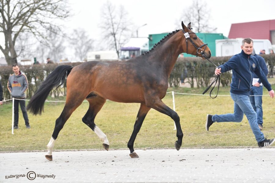 VHS SILVERADO westf. (COMME IL FAUT westf. x CASTELAN II hol.), Volteo Horse Service N. Olesińska