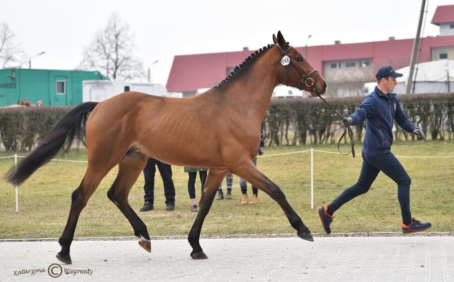 CAMILLO hol. (COMME IL FAUT westf. x CONTENDER hol.), Marek Wąsiewicz, Jerzy Cerba