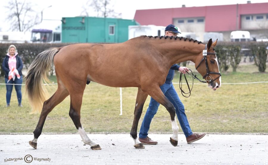 CASANOVA sp (GRANDORADO TN KWPN x CARRICO hol.), SK Nad Wigrami