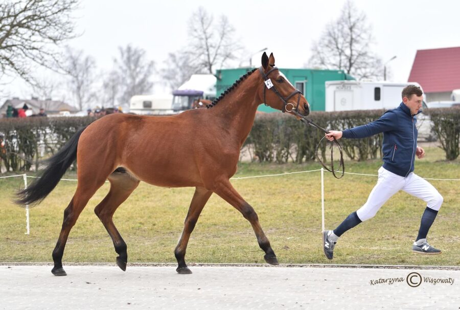 UVE-K sp (COLESTUS westf. x OPTIMIST KWPN), Kubacki Marek