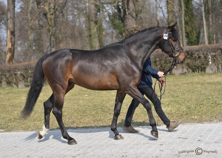 CHEERFUL sp (VIGO HEYWOOD H Z x CHACCO-BLUE mekl.), Kosiński Zbigniew