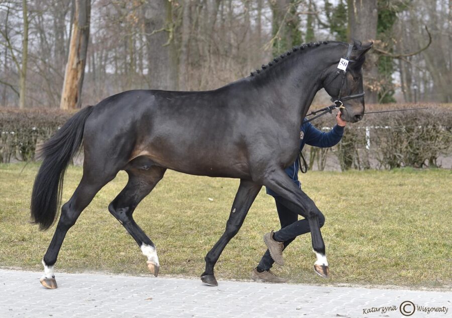 EVIGO sp (VIGO HEYWOOD H Z x WINSTON sp), Kosiński Zbigniew