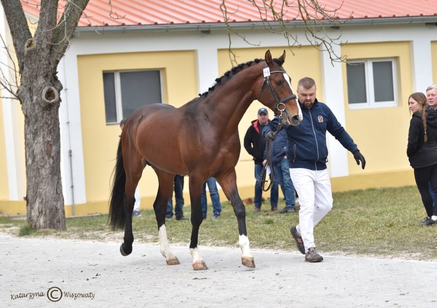 MORISSON hol. (MILLION DOLLAR BWP x QUINAR hol.), Niemcy, Anna Farysej