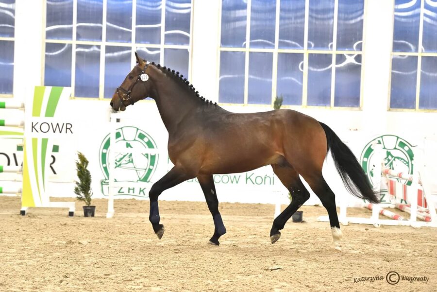 ONTARIO KWPN (HARLEY VDL KWPN x NUMERO UNO KWPN), Holandia, Jerzy Cerba