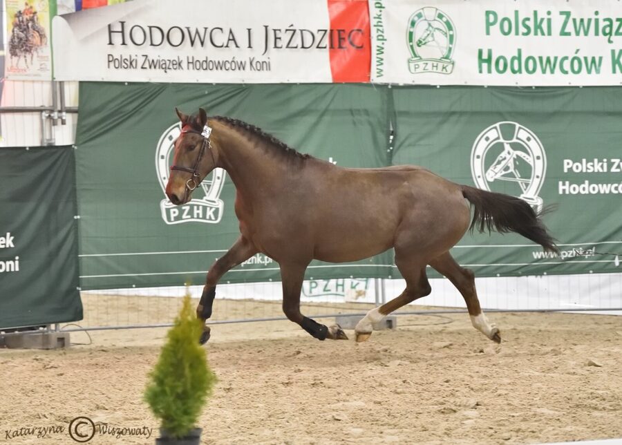 CLEO JOY sp (JOYRIDE KWPN x CLARIMO hol.), Kosiński Sylwester