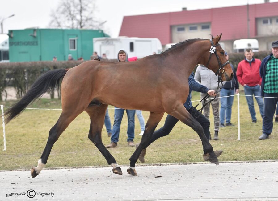 SUPER JOY sp (JOYRIDE KWPN x SANVARO OS), Kosiński Zbigniew