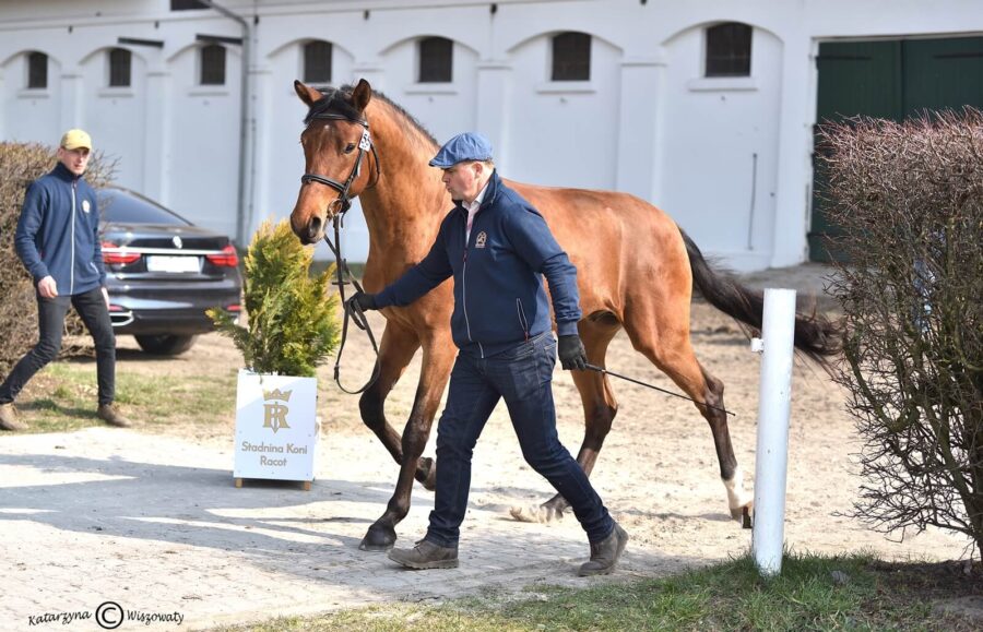 PRINCE AES (JOYRIDE KWPN x CARMARGUE hol.) Gutknecht Monika, Kosiński Sylwester