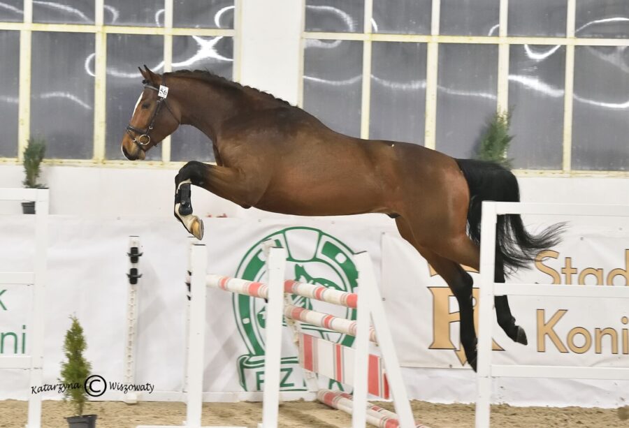 NEVERLAND S sp (DALLAS VDL BWP x LEOVILLE s.f.), Hubert Szurik, Agnieszka Przybylska