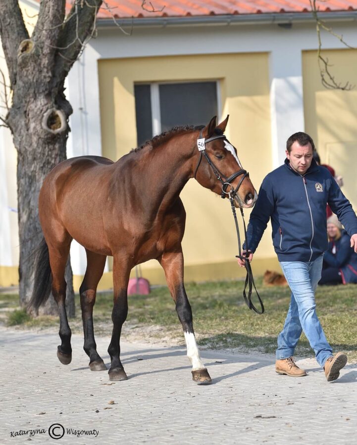 NEVERLAND S sp (DALLAS VDL BWP x LEOVILLE s.f.), Hubert Szurik, Agnieszka Przybylska