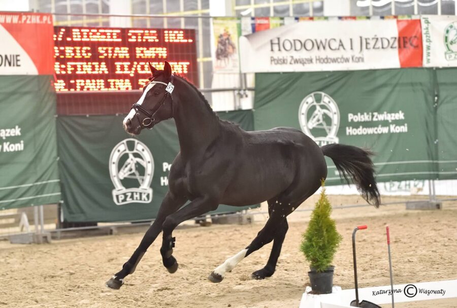 BIGGIE STAR hol. (BIG STAR KWPN x CORMINT hol.), Daniel Winnicki, Paulina Szałek