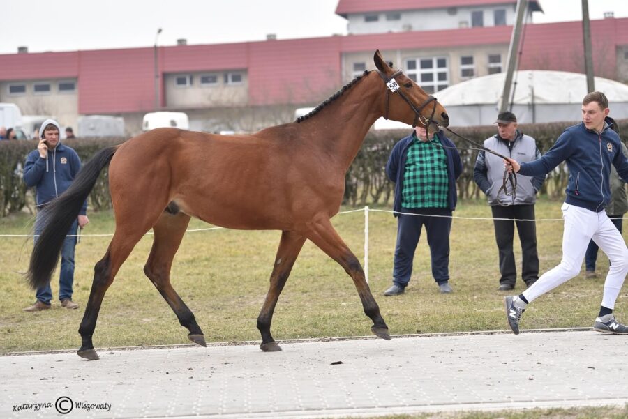 ULEJLAN K sp (CHAMAN KWPN x LORD STAR hol.), Kubacki Marek