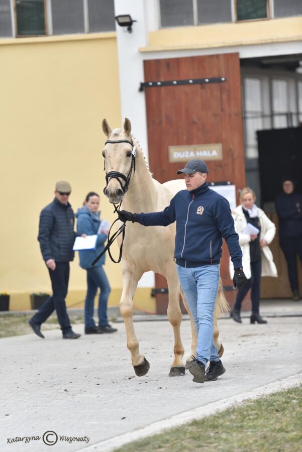 MAKS wlkp (BANDOS wlkp x SOCRATES KWPN), Rosik Przemysław