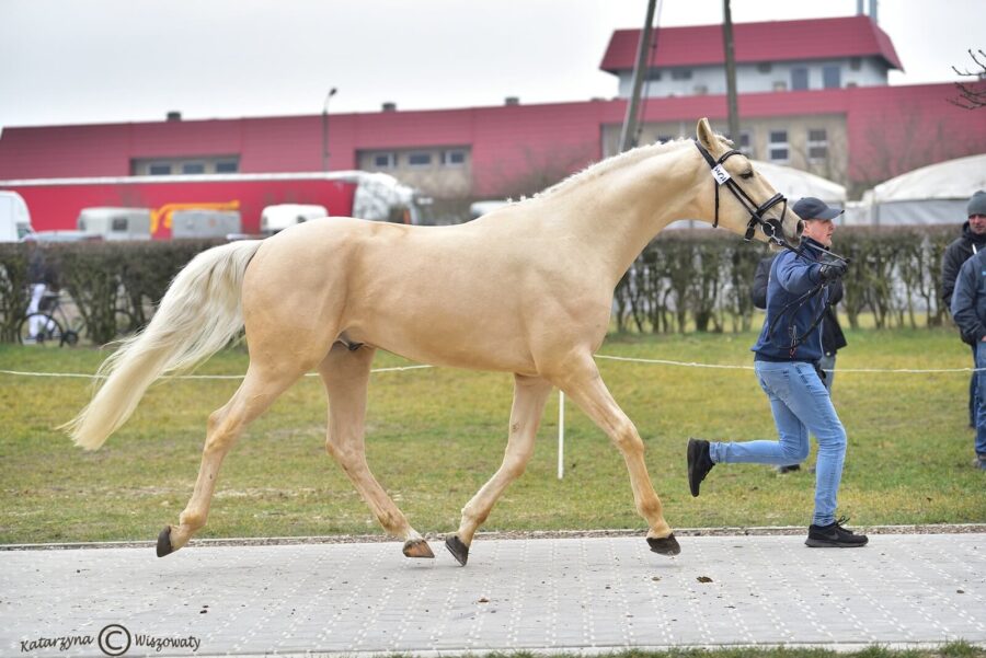 MAKS wlkp (BANDOS wlkp x SOCRATES KWPN), Rosik Przemysław