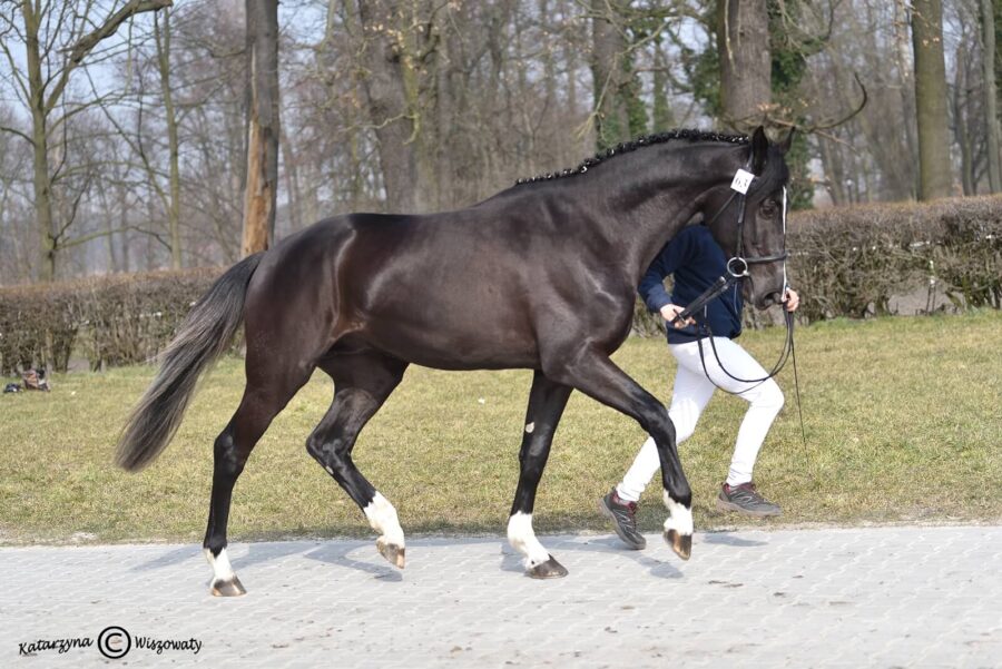 AMARETTO MPM wlkp (RUMIANEK wlkp x VANDAMME KWPN), Mantaj Paweł