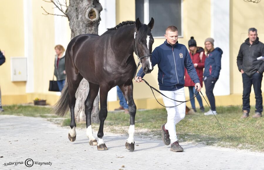 AMARETTO MPM wlkp (RUMIANEK wlkp x VANDAMME KWPN), Mantaj Paweł