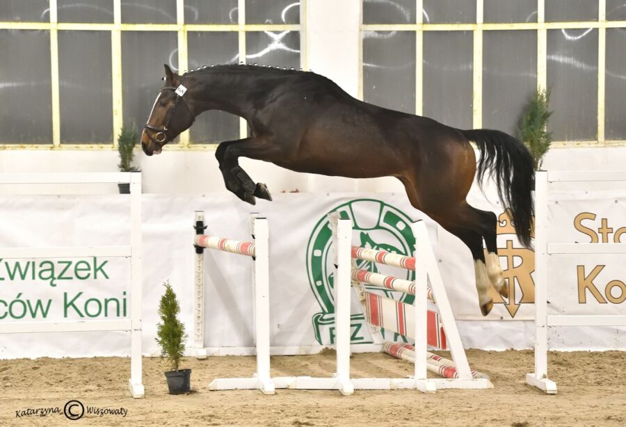 KAPITAN AA m(AA) (VELOCE DE FAVI AA(FR) x JURAND m), Smalira Robert