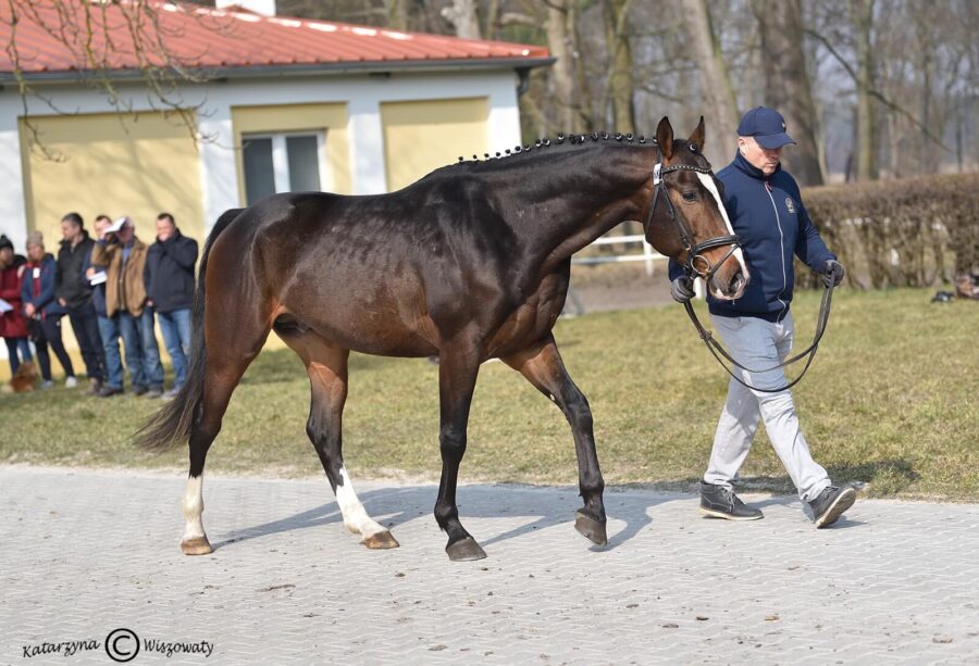 KAPITAN AA m(AA) (VELOCE DE FAVI AA(FR) x JURAND m), Smalira Robert