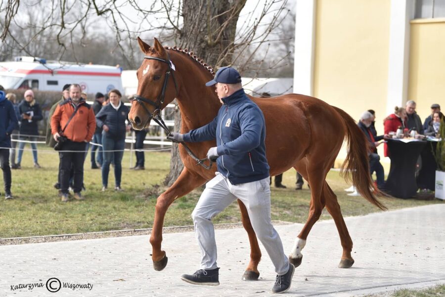 MARCO POLO m (EFEKT m x DAVINCI m), Smalira Monika, Smalira Robert