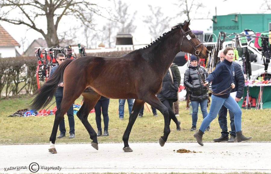 PASSEPARTOUT xx, 2014 (Galileo x Linamix), W. Bryt, MJR Sp