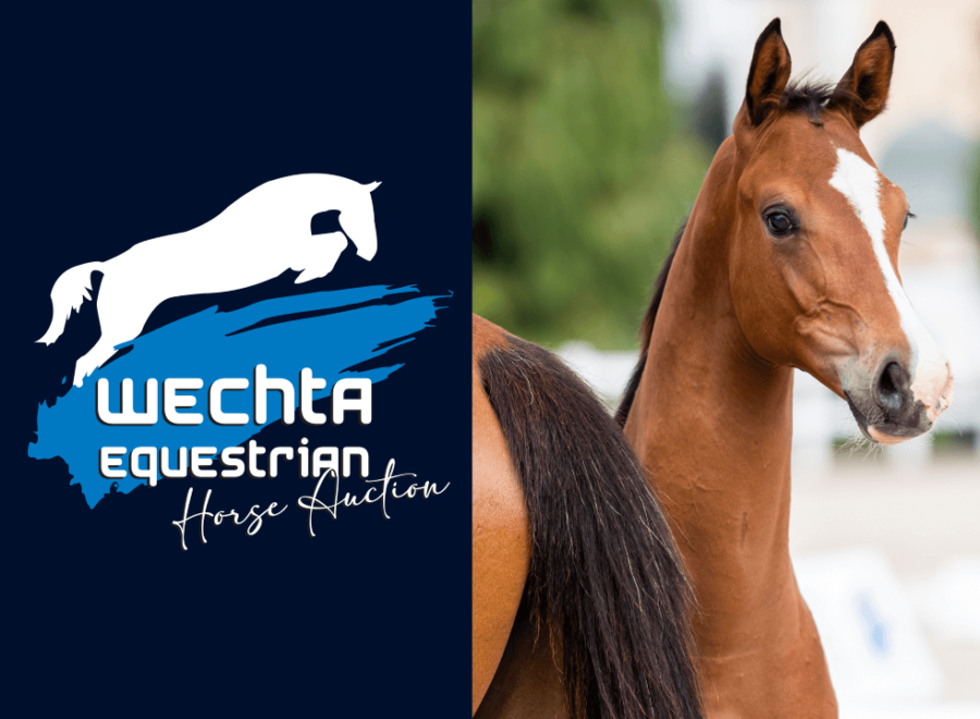 Wechta Horse Auction