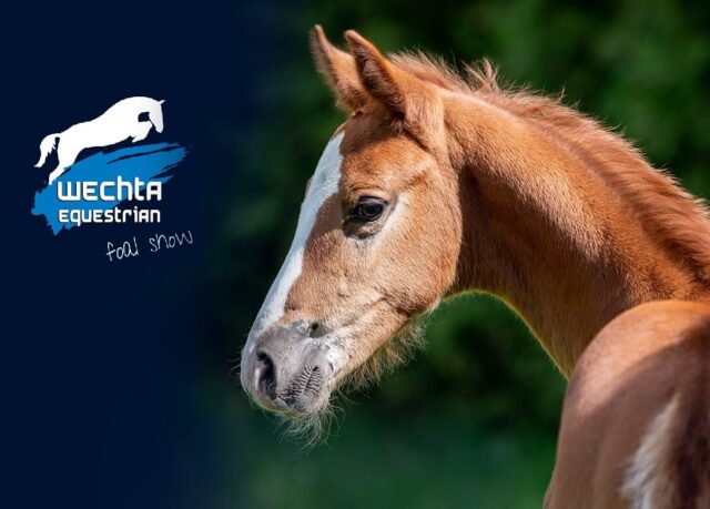 Wechta Equestrian Foal Show 2022 – artykuł, wyniki