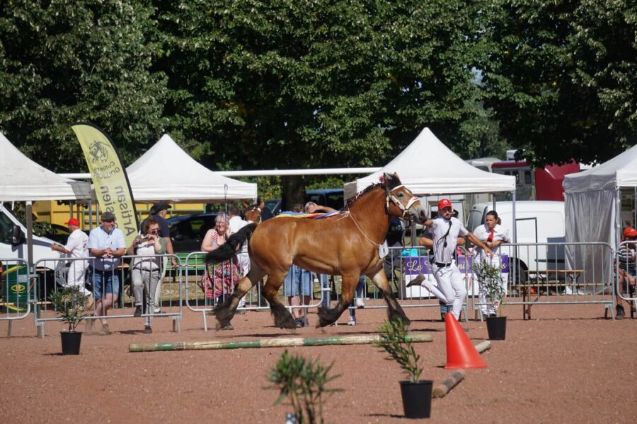 2 letnia Barna RS (Polo du Chateau de Saive – Binja / Binor)