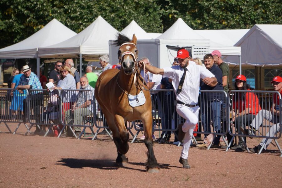 2 letnia Barna RS (Polo du Chateau de Saive – Binja / Binor)