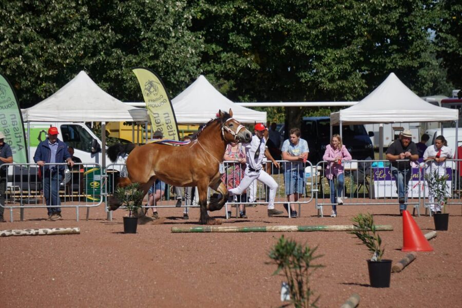 2 letnia Barna RS (Polo du Chateau de Saive – Binja / Binor)