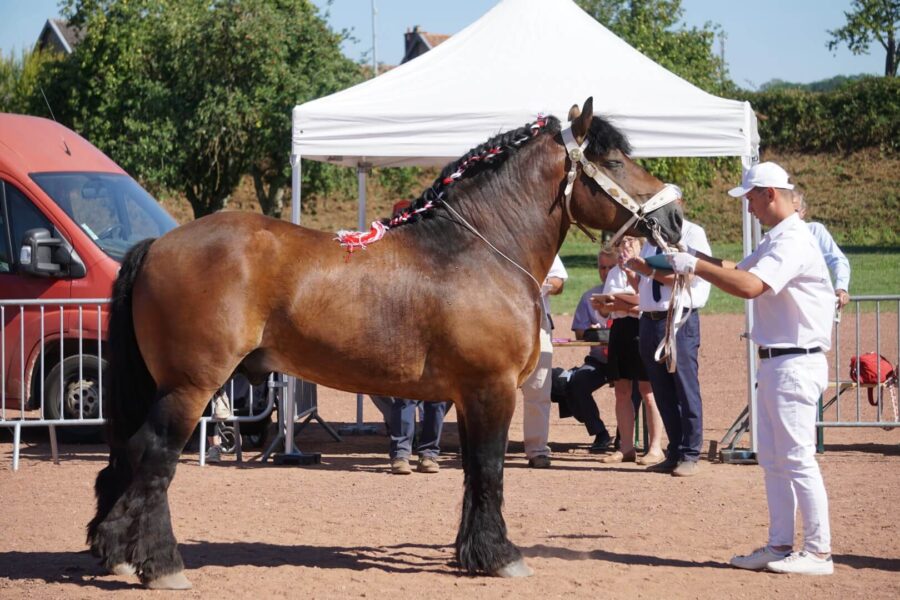 Anmiros (Marino – Amorina / Amiralen)