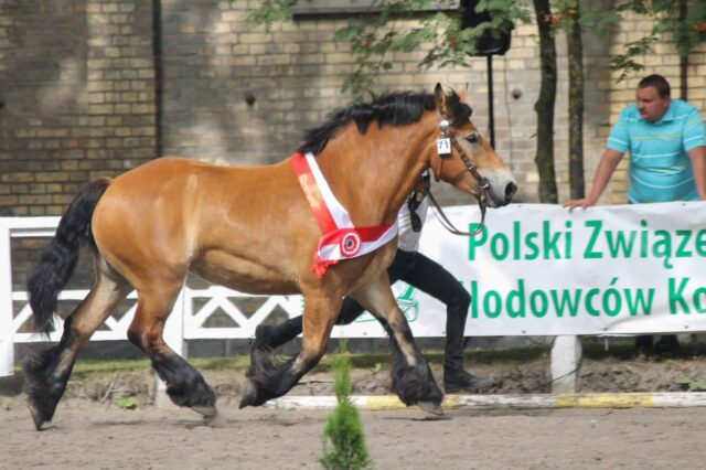 Już za chwileczkę już za momencik… Ardeńska Francja 2022