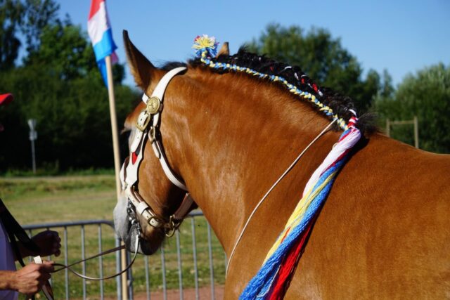 Międzynarodowy Czempionat Koni Ardeńskich