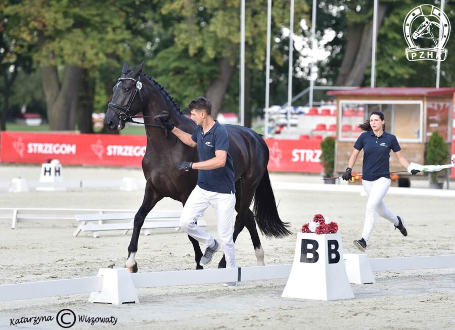 Apple Pie L sp, klacz, 2018 (Ron William x Gribaldi), Katarzyna Popiołek