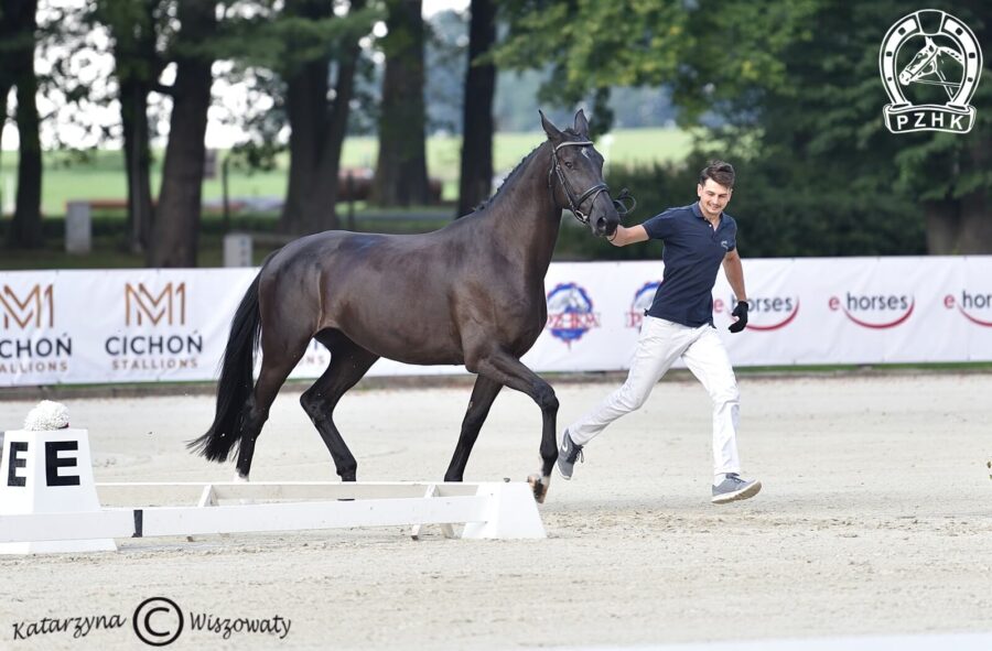 Apple Pie L sp, klacz, 2018 (Ron William x Gribaldi), Katarzyna Popiołek