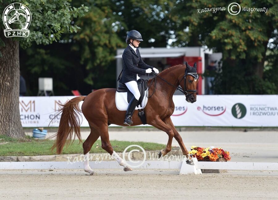 Beniro W wlkp, wał., 2018 (De Beau x Quaterback), Malgorzata Pietrzyk